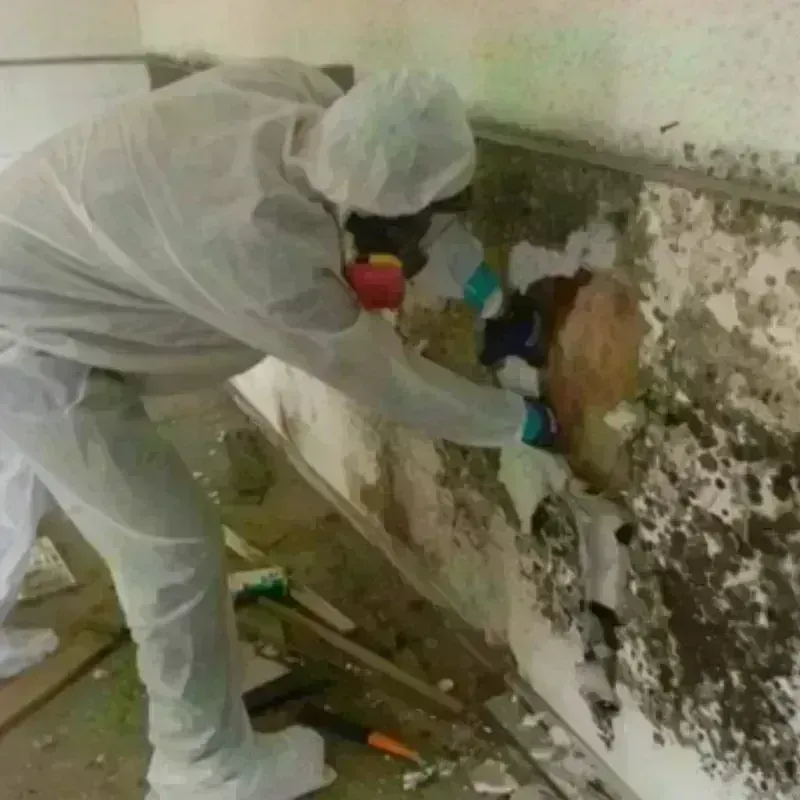 Mold Remediation and Removal in Presidential Lakes Estates, NJ